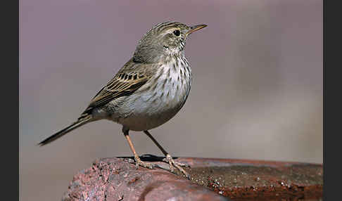 Kanarenpieper (Anthus berthelotii)