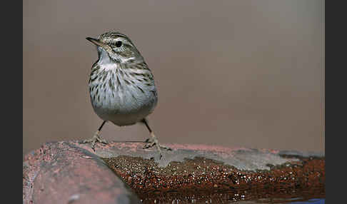 Kanarenpieper (Anthus berthelotii)