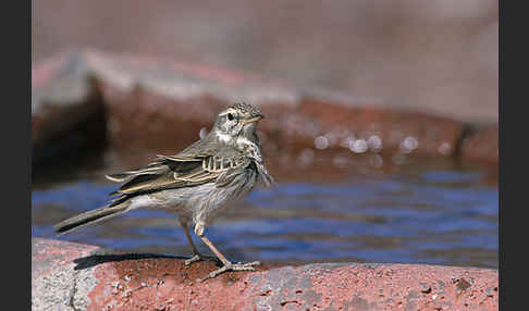 Kanarenpieper (Anthus berthelotii)