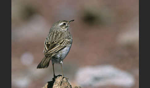 Kanarenpieper (Anthus berthelotii)