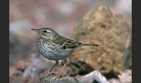 Kanarenpieper (Anthus berthelotii)