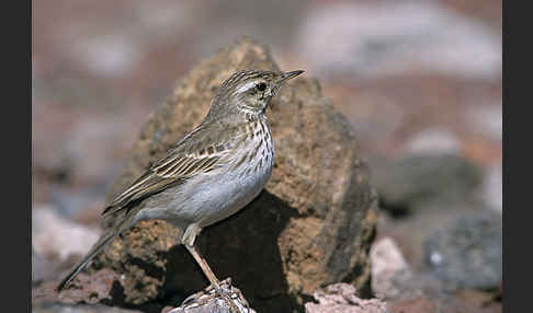 Kanarenpieper (Anthus berthelotii)