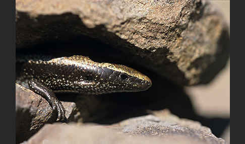 Westkanarenskink (Chalcides viridanus)