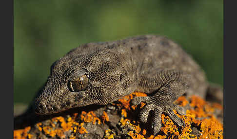 Teneriffagecko (Tarentola delalandii)