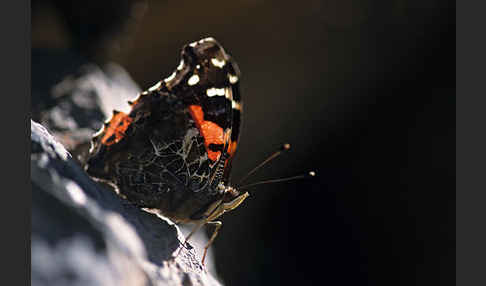 Kanarischer Admiral (Vanessa vulcanica)