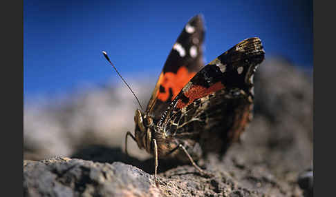 Kanarischer Admiral (Vanessa vulcanica)