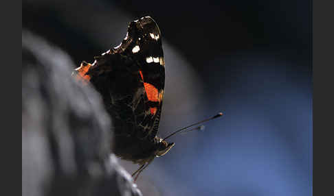 Kanarischer Admiral (Vanessa vulcanica)