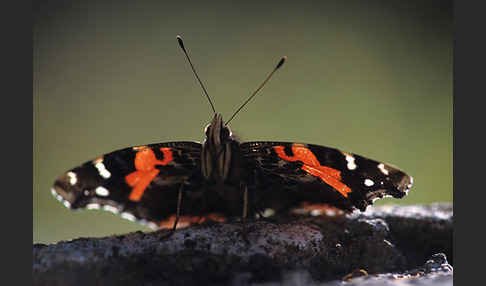 Kanarischer Admiral (Vanessa vulcanica)