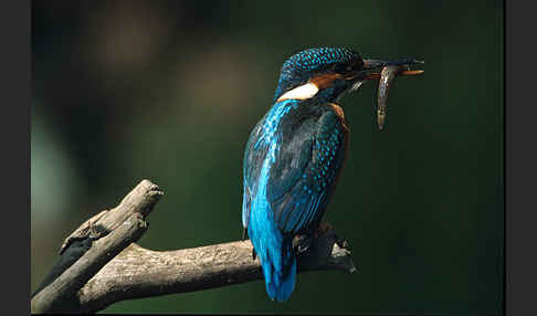 Eisvogel (Alcedo atthis)