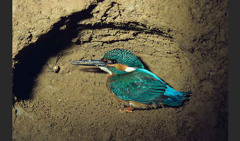 Eisvogel (Alcedo atthis)