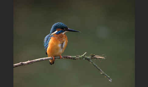 Eisvogel (Alcedo atthis)