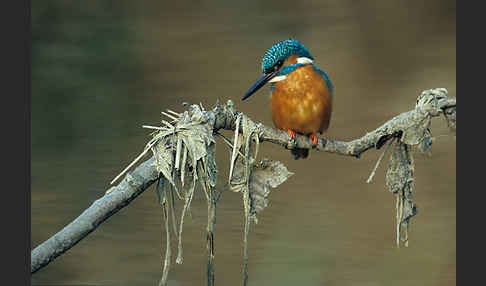 Eisvogel (Alcedo atthis)