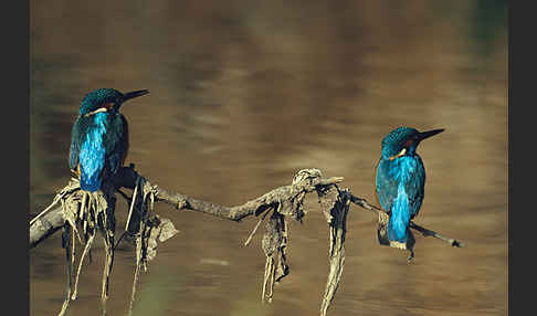 Eisvogel (Alcedo atthis)