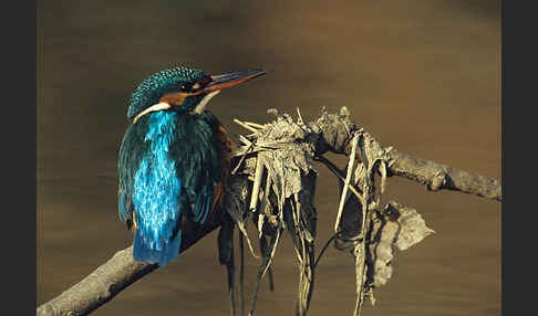 Eisvogel (Alcedo atthis)