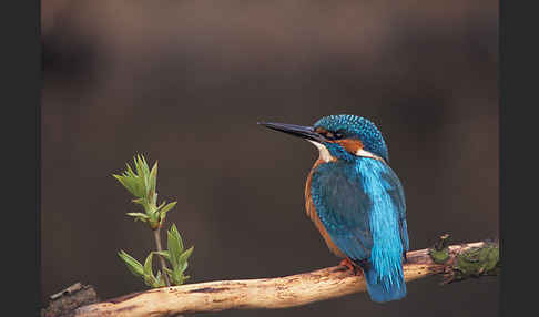 Eisvogel (Alcedo atthis)