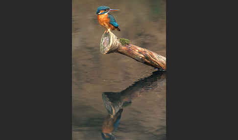 Eisvogel (Alcedo atthis)