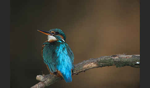 Eisvogel (Alcedo atthis)