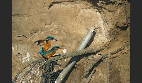 Eisvogel (Alcedo atthis)