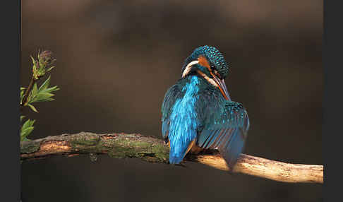 Eisvogel (Alcedo atthis)