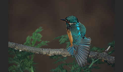 Eisvogel (Alcedo atthis)