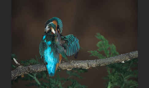 Eisvogel (Alcedo atthis)