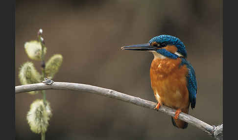 Eisvogel (Alcedo atthis)