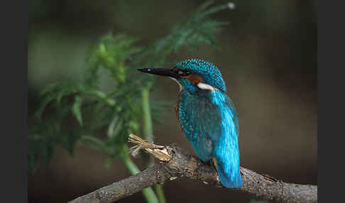 Eisvogel (Alcedo atthis)