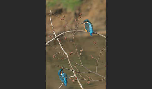 Eisvogel (Alcedo atthis)