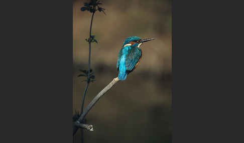 Eisvogel (Alcedo atthis)