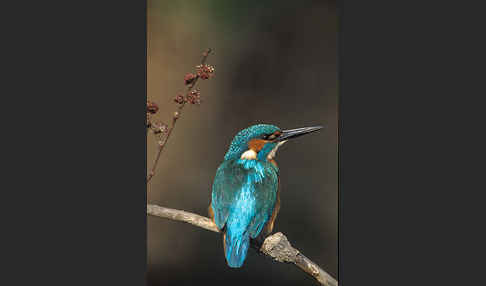 Eisvogel (Alcedo atthis)