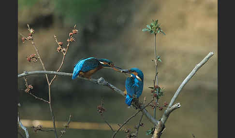 Eisvogel (Alcedo atthis)