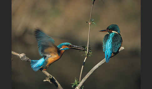 Eisvogel (Alcedo atthis)