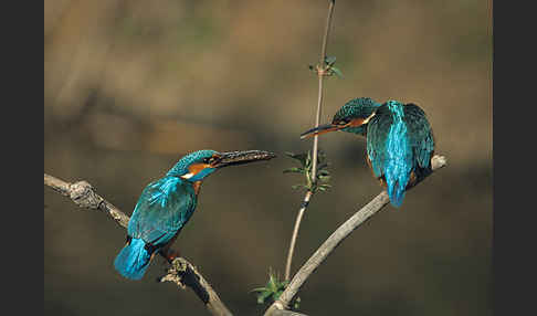 Eisvogel (Alcedo atthis)