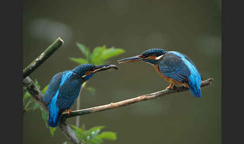 Eisvogel (Alcedo atthis)