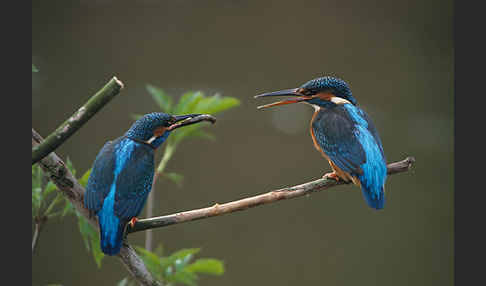 Eisvogel (Alcedo atthis)