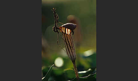 Gottesanbeterin spec. (Empusa pennata)