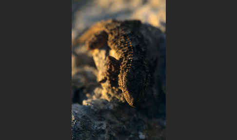 Mauergecko (Tarentola mauretanica)