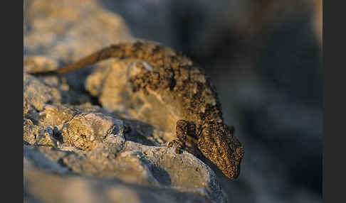 Mauergecko (Tarentola mauretanica)