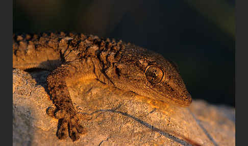 Mauergecko (Tarentola mauretanica)