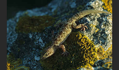 Europäischer Halbfinger (Hemidactylus turcicus)