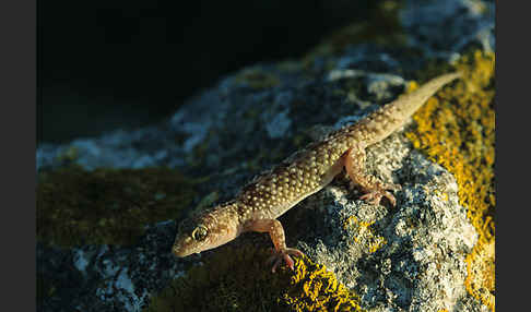 Europäischer Halbfinger (Hemidactylus turcicus)