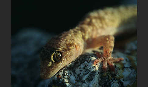 Europäischer Halbfinger (Hemidactylus turcicus)