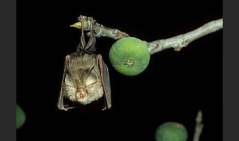 Kleine Hufeisennase (Rhinolophus hipposideros)