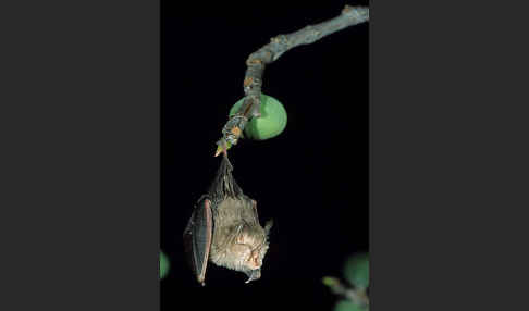 Kleine Hufeisennase (Rhinolophus hipposideros)