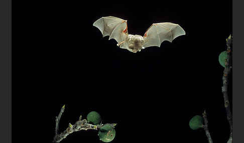 Kleine Hufeisennase (Rhinolophus hipposideros)