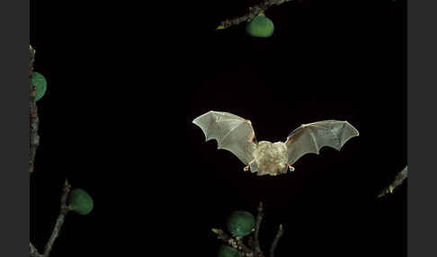 Kleine Hufeisennase (Rhinolophus hipposideros)