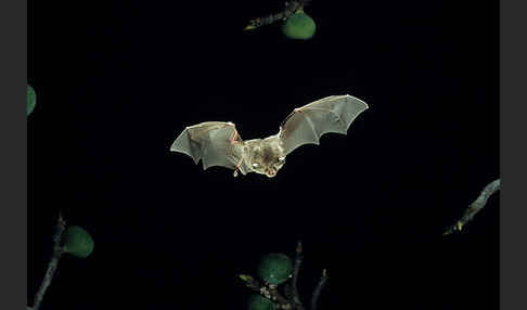 Kleine Hufeisennase (Rhinolophus hipposideros)