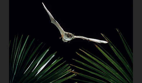 Langfußfledermaus (Myotis capaccinii)