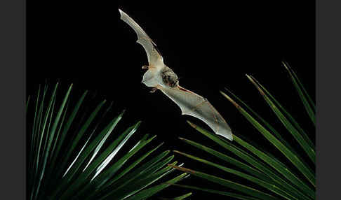 Langfußfledermaus (Myotis capaccinii)