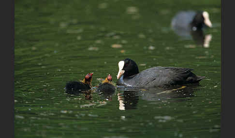 Blessralle (Fulica atra)